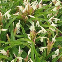 Roscoea beesiana 'White Farm'